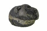 Bargain, Wide, Enrolled Morocops Trilobite - Morocco #157038-1